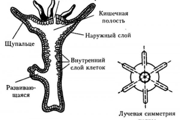 Kraken ссылка tor